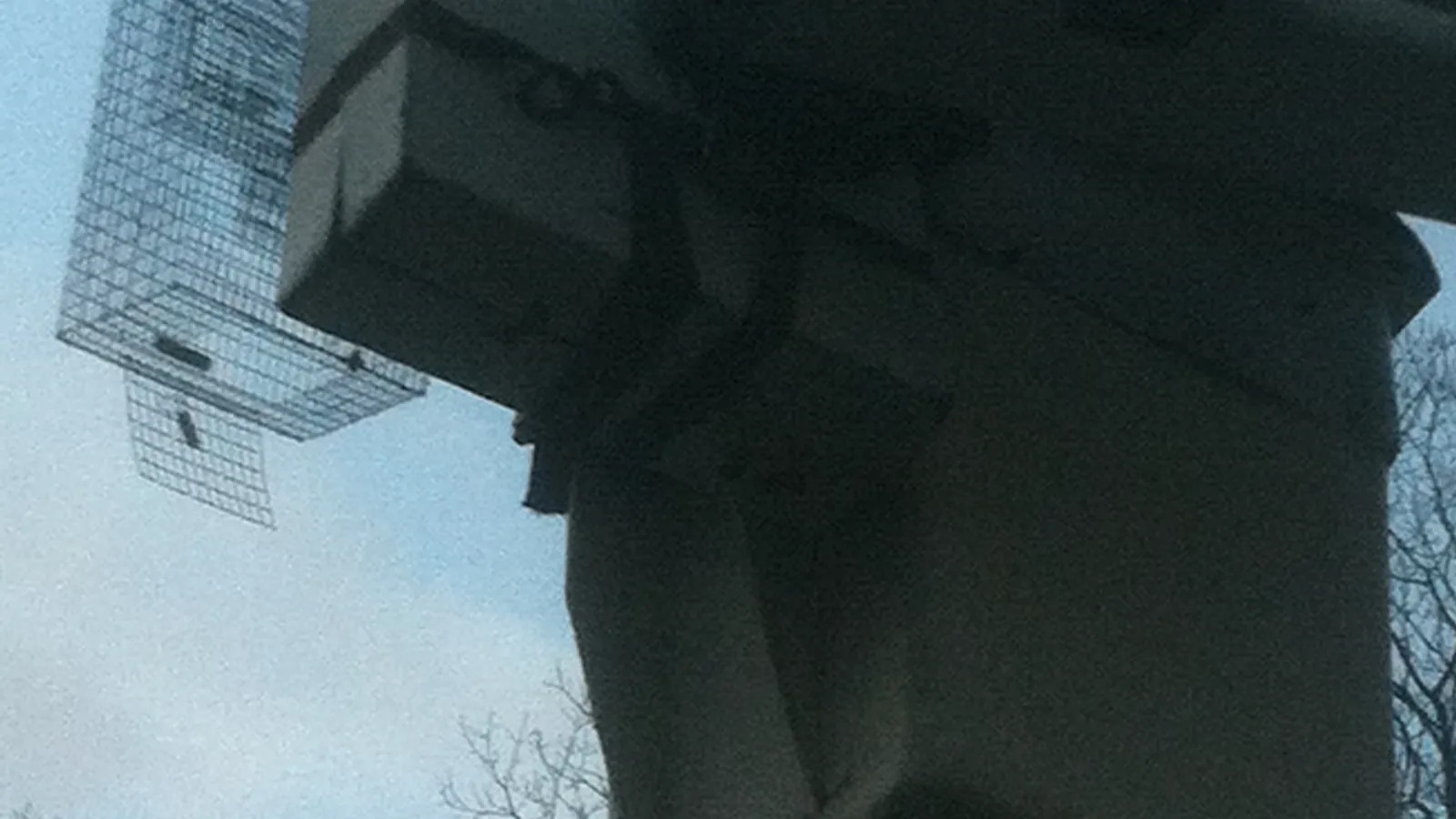 Anosnia pest control, Ansonia